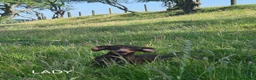 Miniature Dachshund dogs for sale: KC REGISTERED QUALITY PUPS  - Advert 7