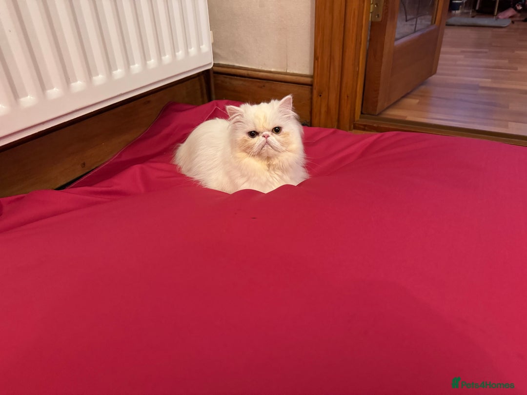 Persian cats for sale: 3 beautiful Persian girls  - Image 2