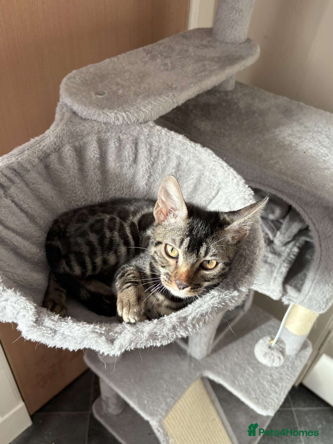 Bengal cats for sale: *CHARCOAL BENGAL FEMALE* - Image 1