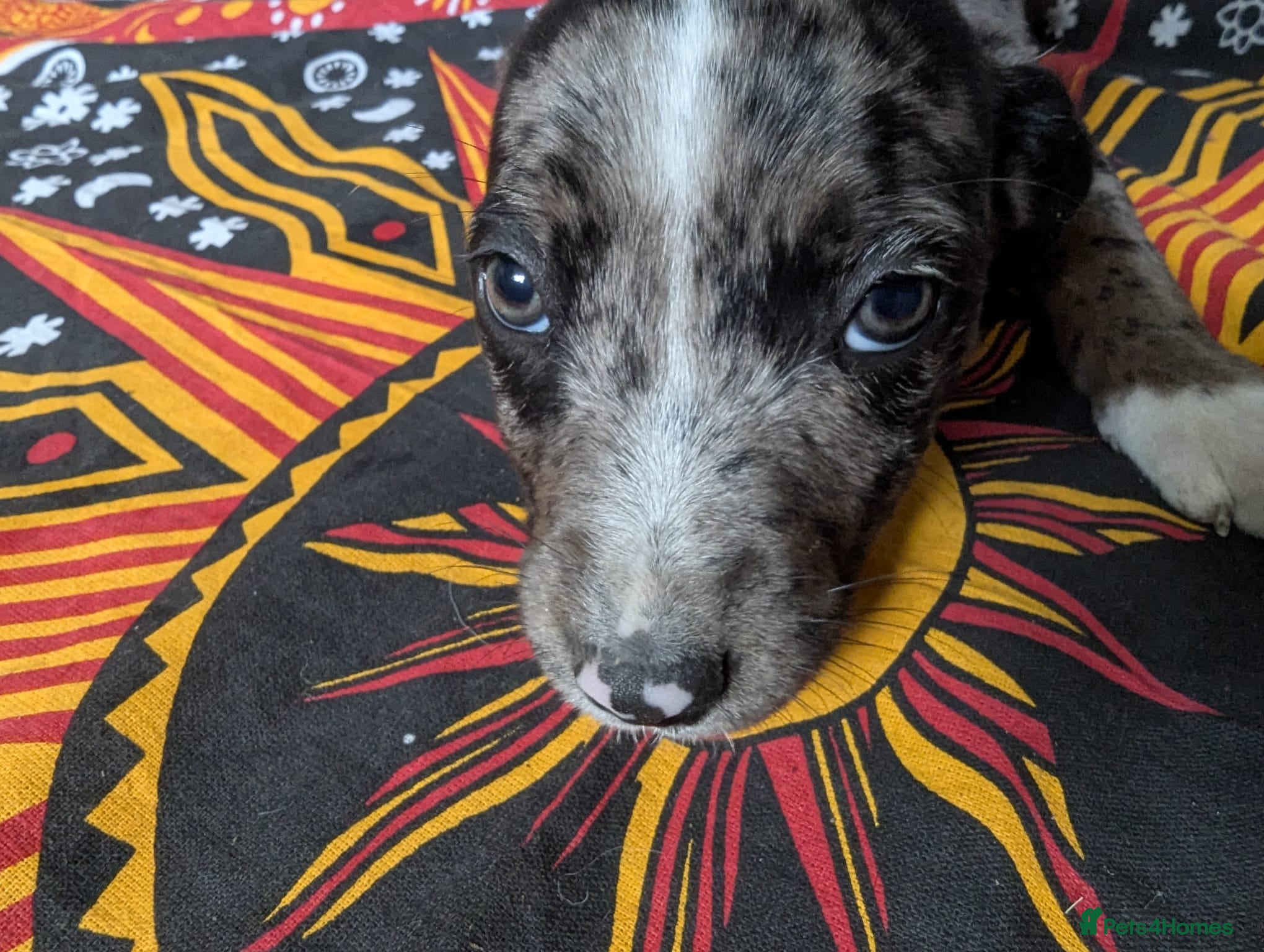 Mixed Breed dogs English pointer cross Staffordshire bull terrier - Advert 2