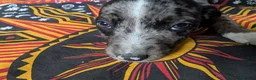 Mixed Breed dogs for sale: English pointer cross Staffordshire bull terrier - Advert 1