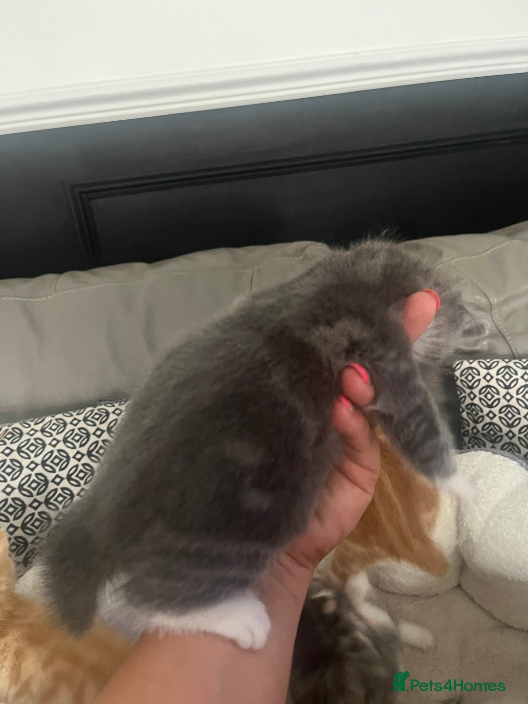British Shorthair cats for sale: British short hair x - Image 8