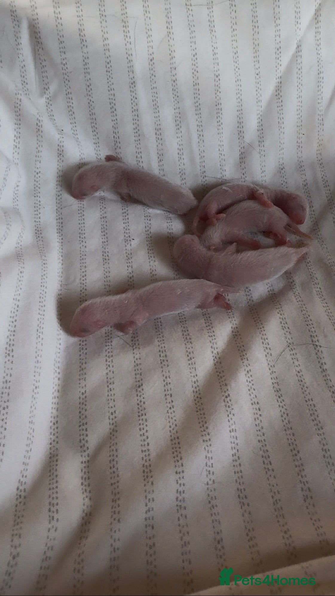 Ferret rodents Ferret Kits Ready To Leave 5th October - Advert 5