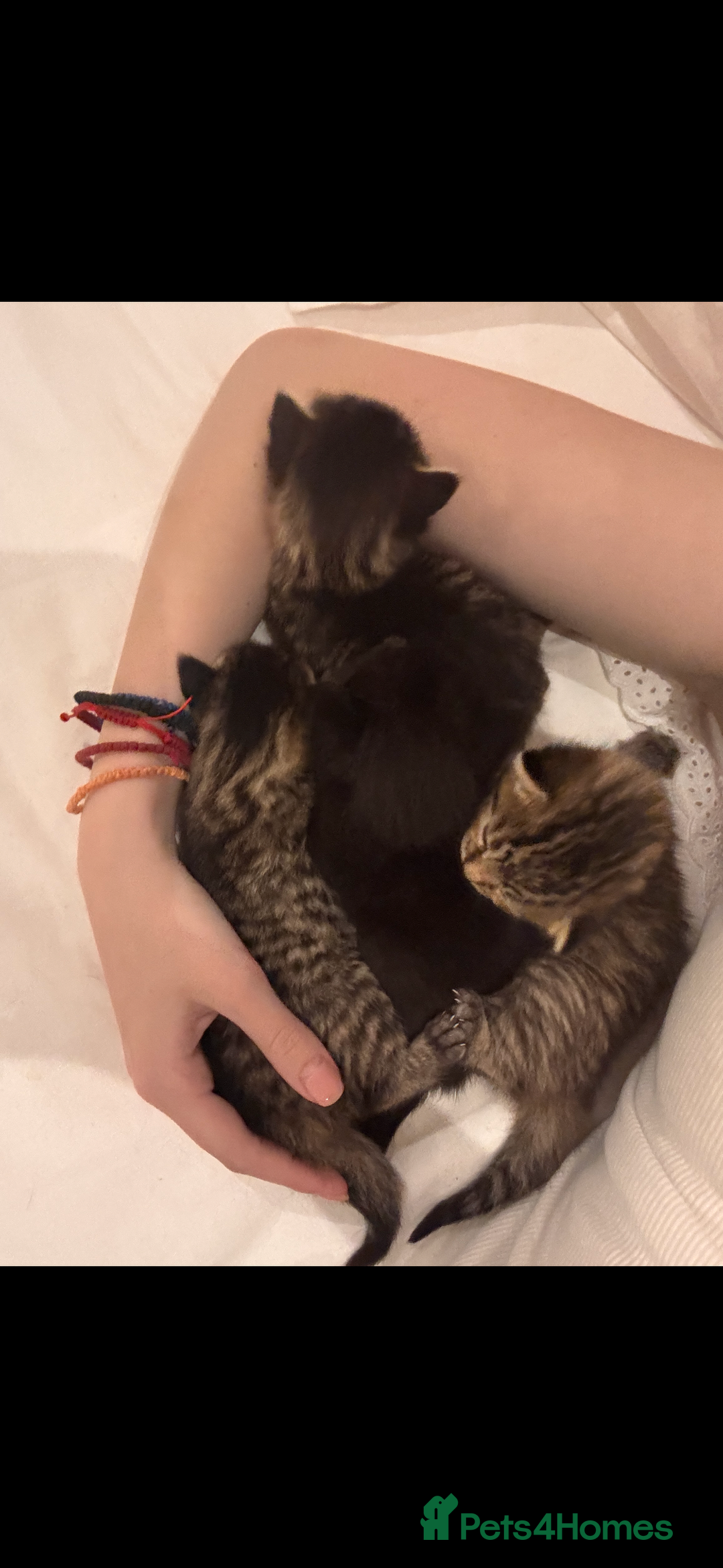 Siberian cats for sale: Cutest Siberian Kittens  - Advert 1