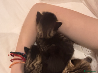 Siberian cats Cutest Siberian Kittens - Advert 4