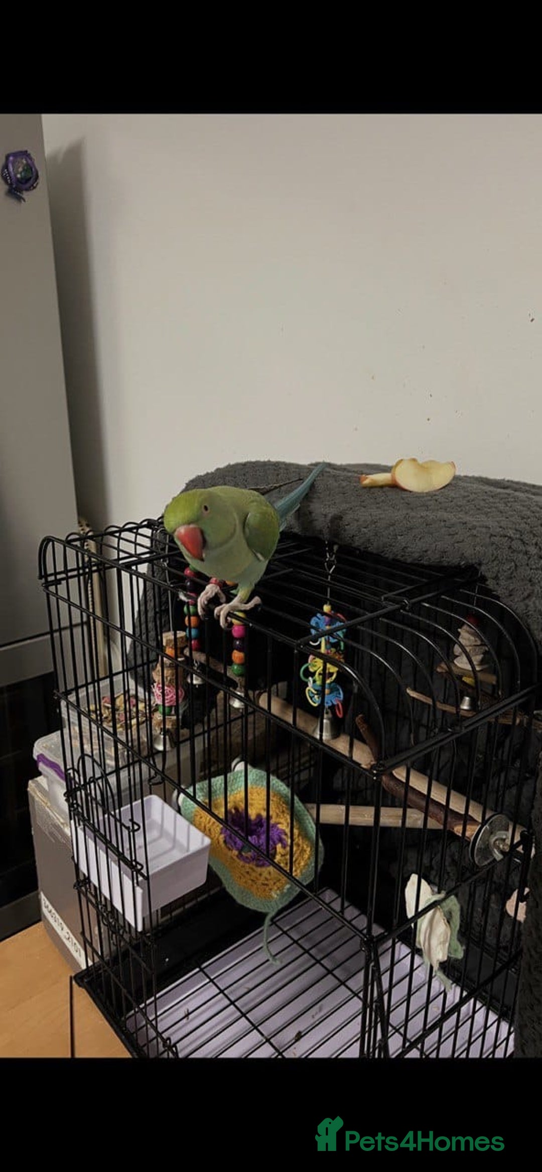Parrots birds for sale: Beautiful super tame Ringneck parrots  - Image 4