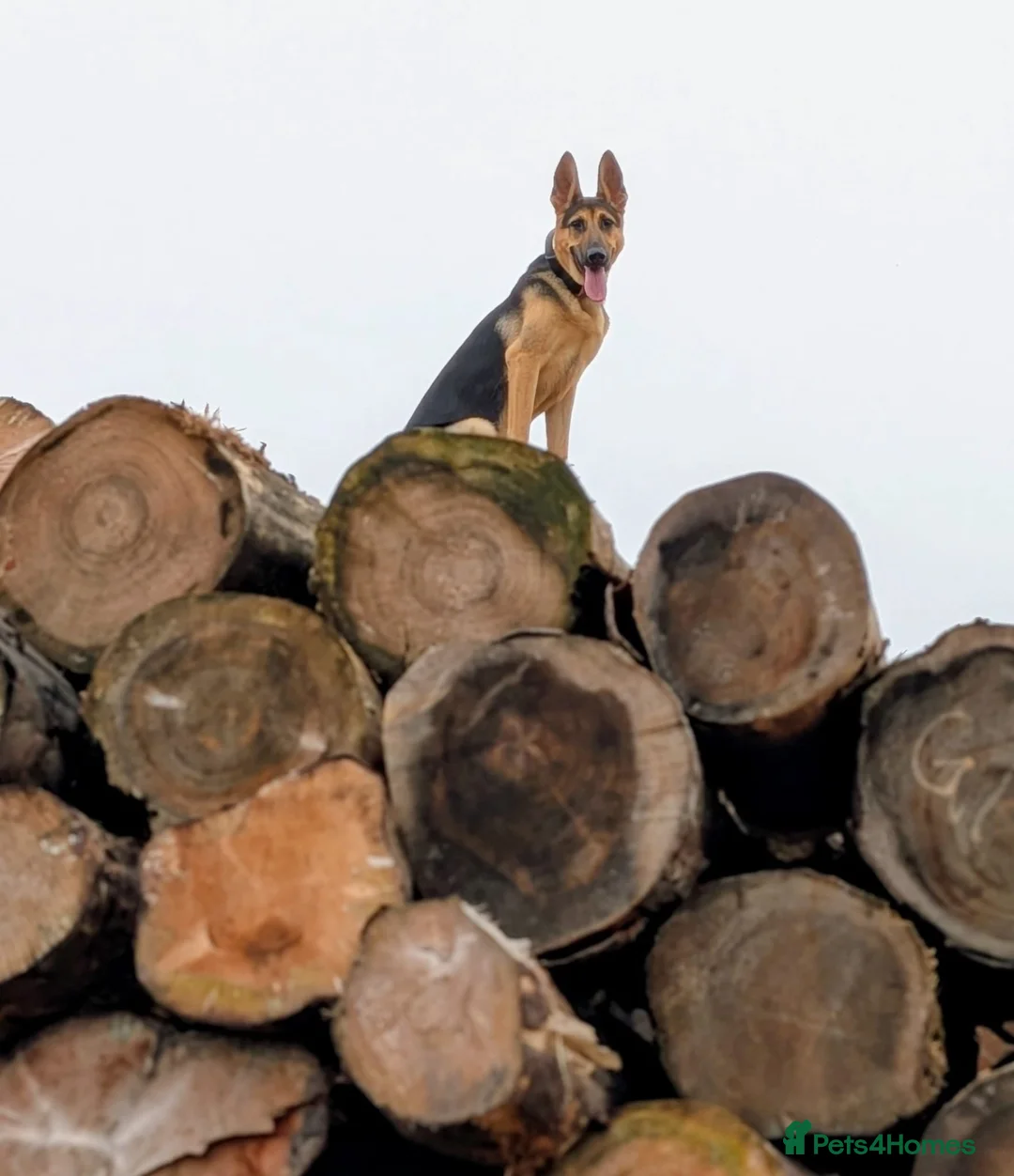 German Shepherd dogs for sale: Female German Shepard “Rain” in Welshpool - Advert 2