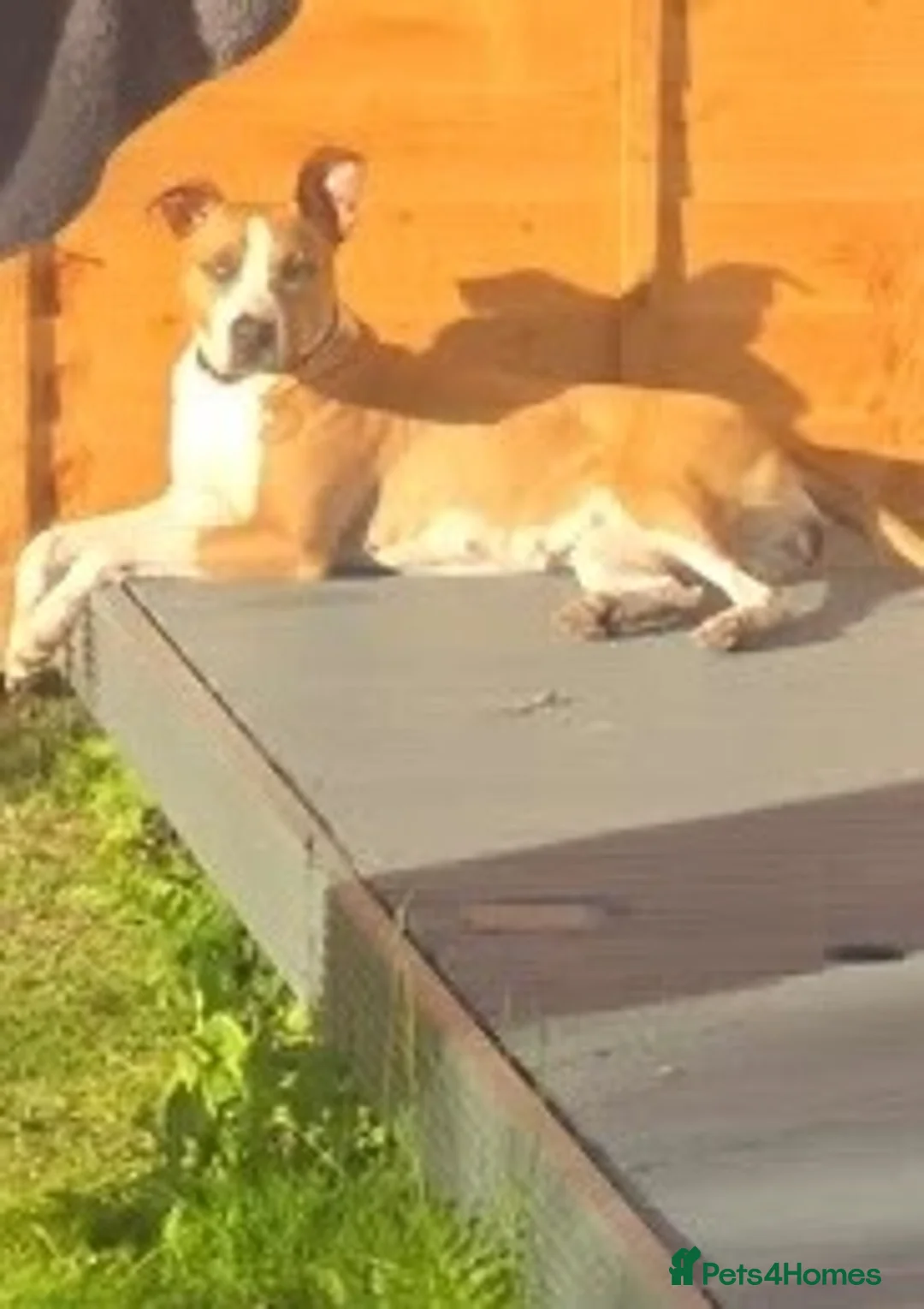 Lurcher dogs for sale: Collie bull greyhound  in Preston - Advert 2