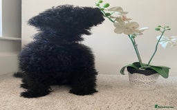 Miniature Poodle dogs for sale: Beautiful miniature poodles  - Advert 16