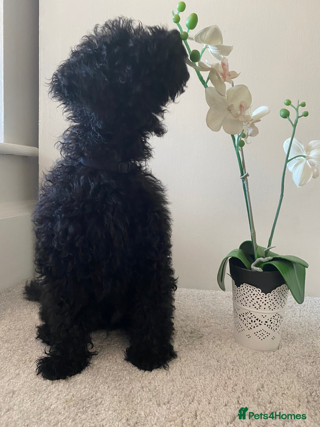 Miniature Poodle dogs for sale: Beautiful miniature poodles  - Advert 16