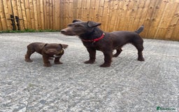 Patterdale Terrier dogs for sale: ⭐️PATTERDALE TERRIER PUPPIES  - Image 9