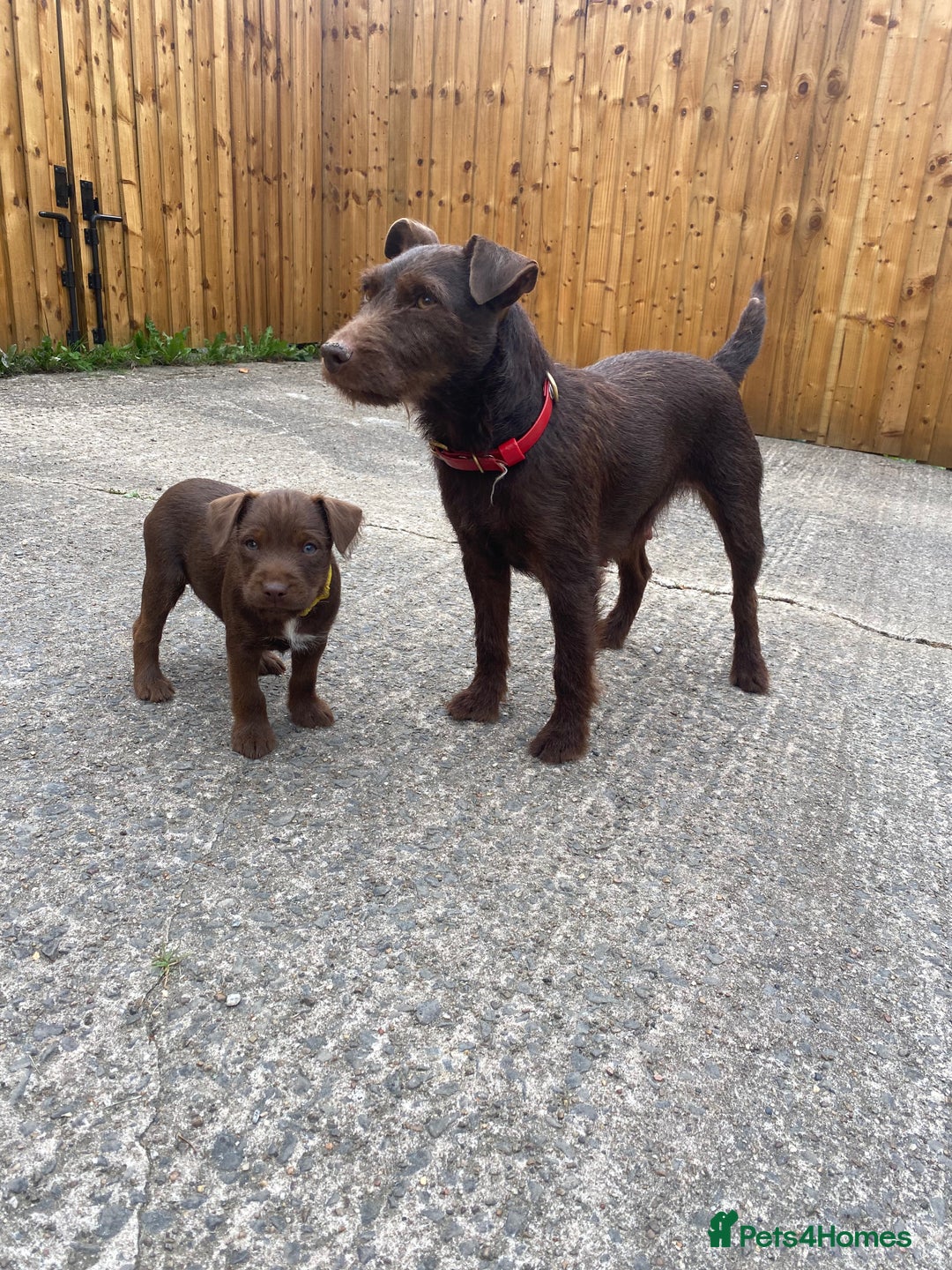 Patterdale Terrier dogs for sale: ⭐️PATTERDALE TERRIER PUPPIES  - Image 9
