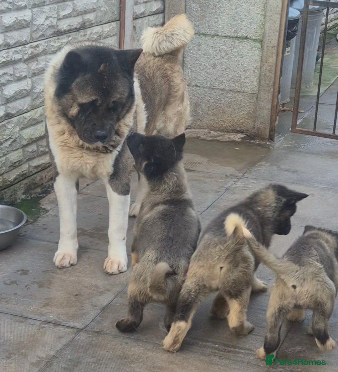 Akita dogs AMERICAN AKITA BLACK MASK BEARS - Advert 2