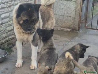 Akita dogs AMERICAN AKITA BLACK MASK BEARS - Advert 2