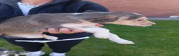 Saluki dogs for sale: KC registered saluki puppy’s  - Advert 9