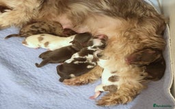 Yorkshire Terrier dogs for sale: Stunning Biro & Merle Yorkie Girls – Ready Nov 25 - Image 4