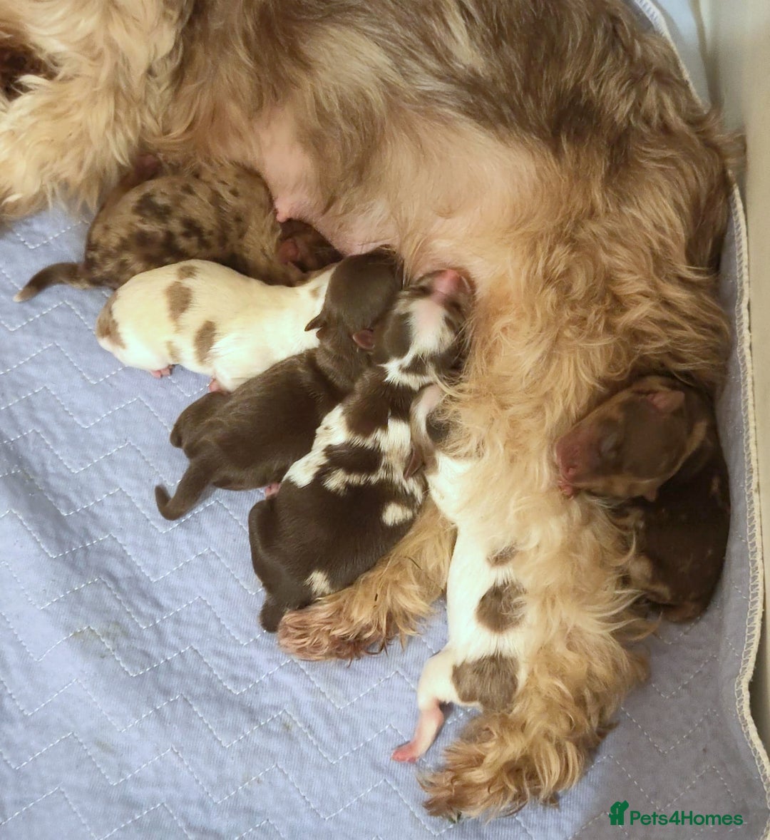 Yorkshire Terrier dogs for sale: Stunning Biro & Merle Yorkie Girls – Ready Nov 25 - Image 4