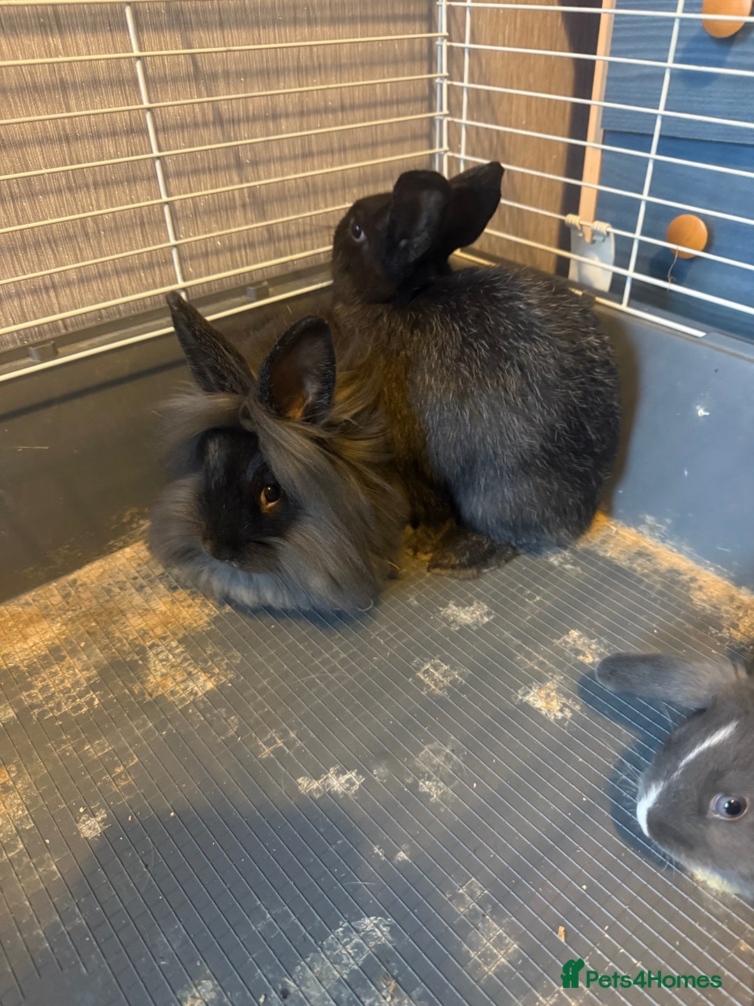 Mixed Breed rodents for sale: Sow Guinea pigs   in Preston - Advert 7