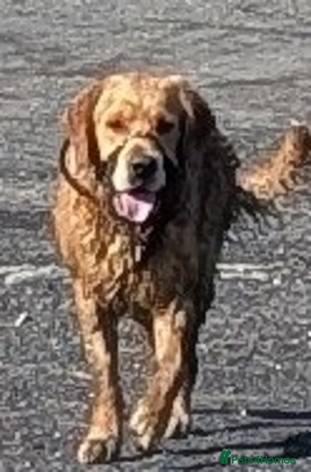 Golden Retriever dogs for stud: Catrigg macadamia (MAX) - Advert 28