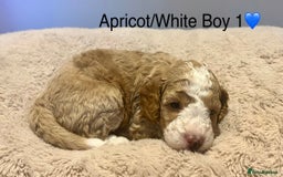 Cockapoo dogs for sale: 🐾STUNNING COCKAPOO PUPPIES🐾DNA TESTED PARENTS🧬 - Image 22
