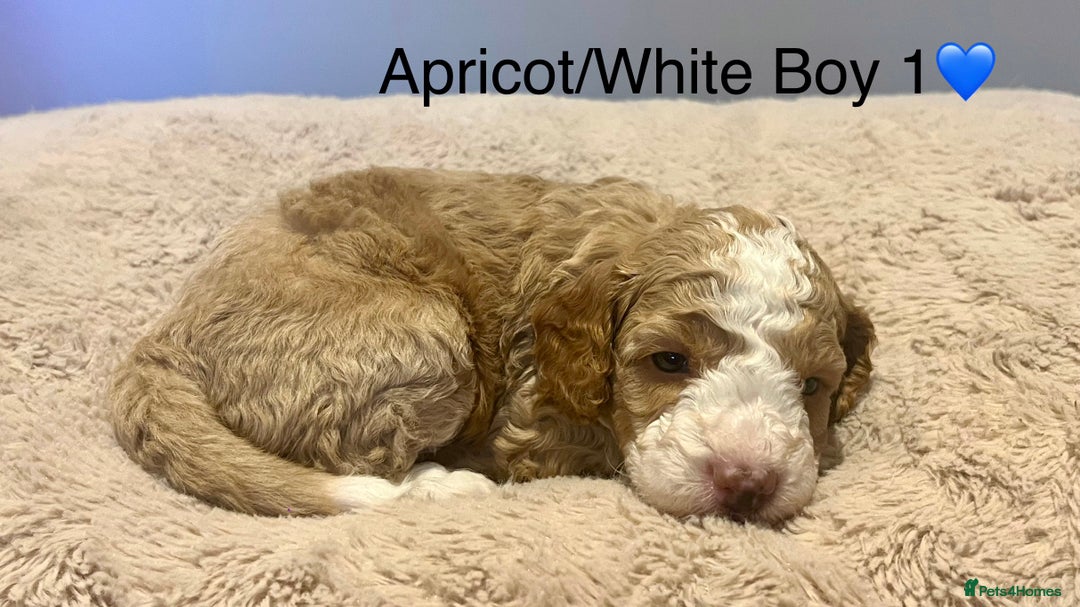 Cockapoo dogs for sale: 🐾STUNNING COCKAPOO PUPPIES🐾DNA TESTED PARENTS🧬 - Image 22