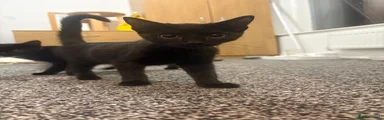 Domestic Shorthair 2