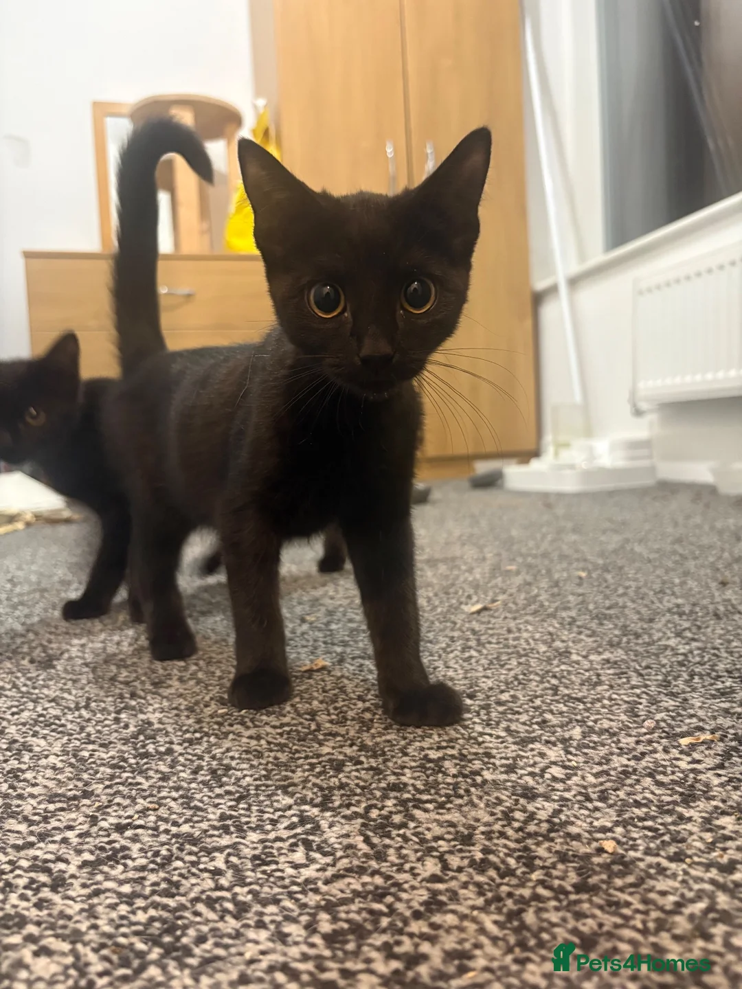 Domestic Shorthair cats for sale: 2 Female domestic shorthair kittens in Wigan - Advert 2