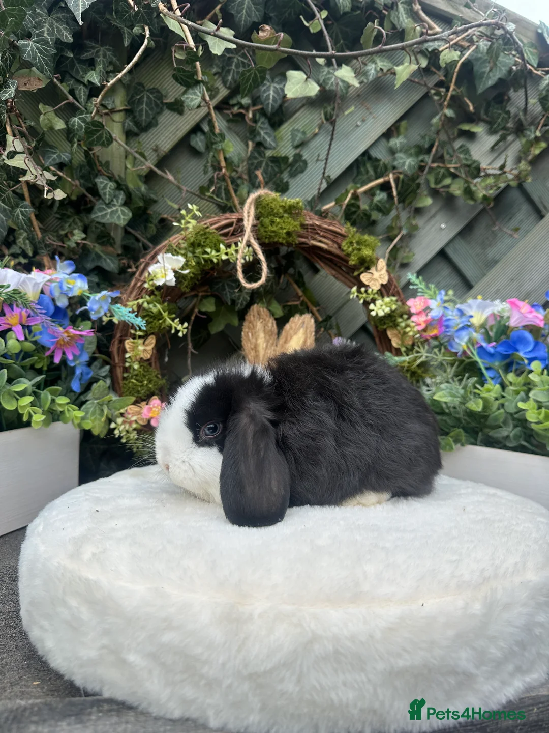 Mini Lop rabbits for sale: Beautiful Baby Mini Lops - Advert 8