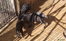 German Shepherd dogs for sale: KC reg German Shepherds, Loving family pups - Image 10