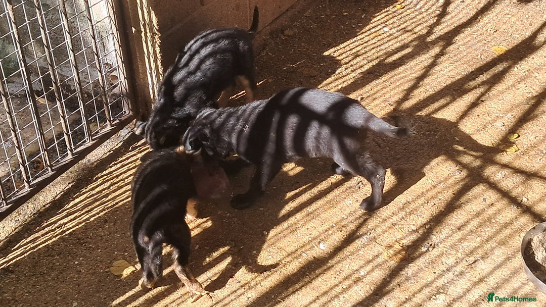 German Shepherd dogs for sale: KC reg German Shepherds, Loving family pups - Image 10
