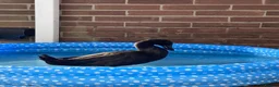 Waterfowl poultry for sale: Runner Ducks - 10 weeks old in Blyth - Advert 6