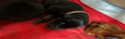 Dobermann dogs for sale: 9 Doberman Puppies- Ready to leave 6th June - Advert 13