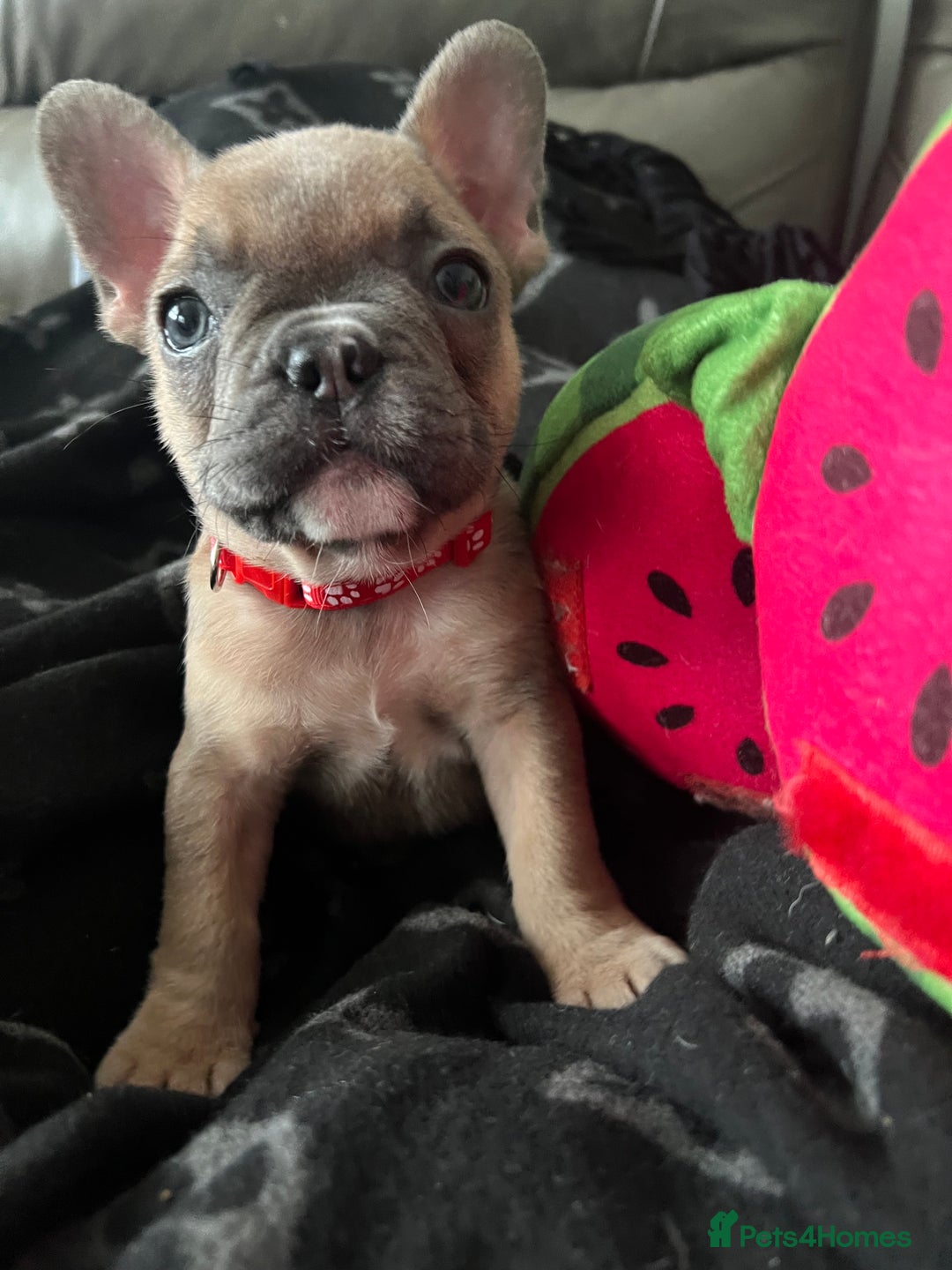 French Bulldog dogs for sale: 5 cute French bulldog puppies  - Advert 10