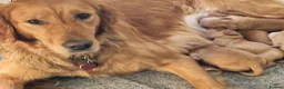Golden Retriever dogs for sale: Last boy KC Red Golden Retriever - Advert 5
