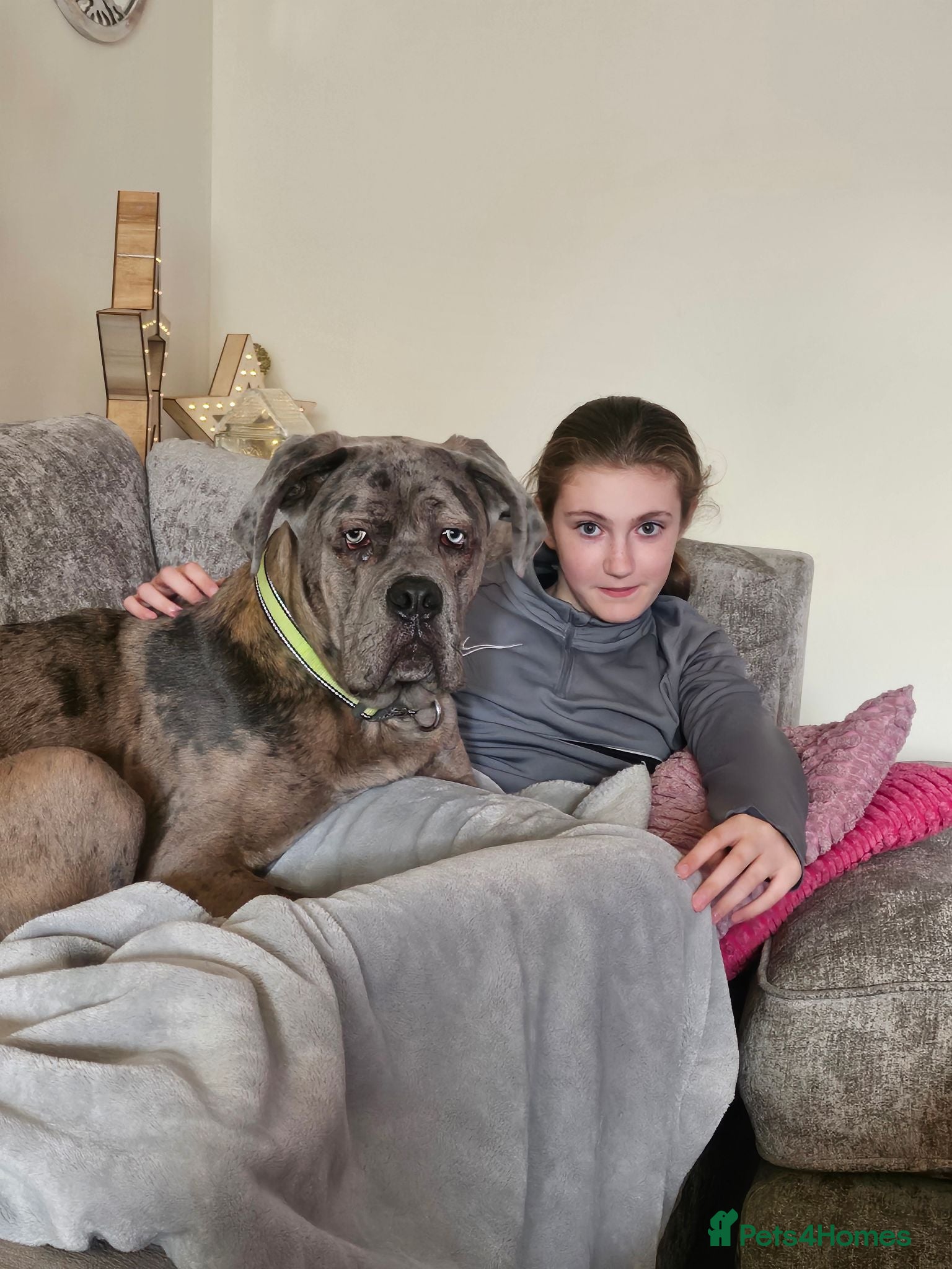 Cane Corso dogs Buster - Advert 1