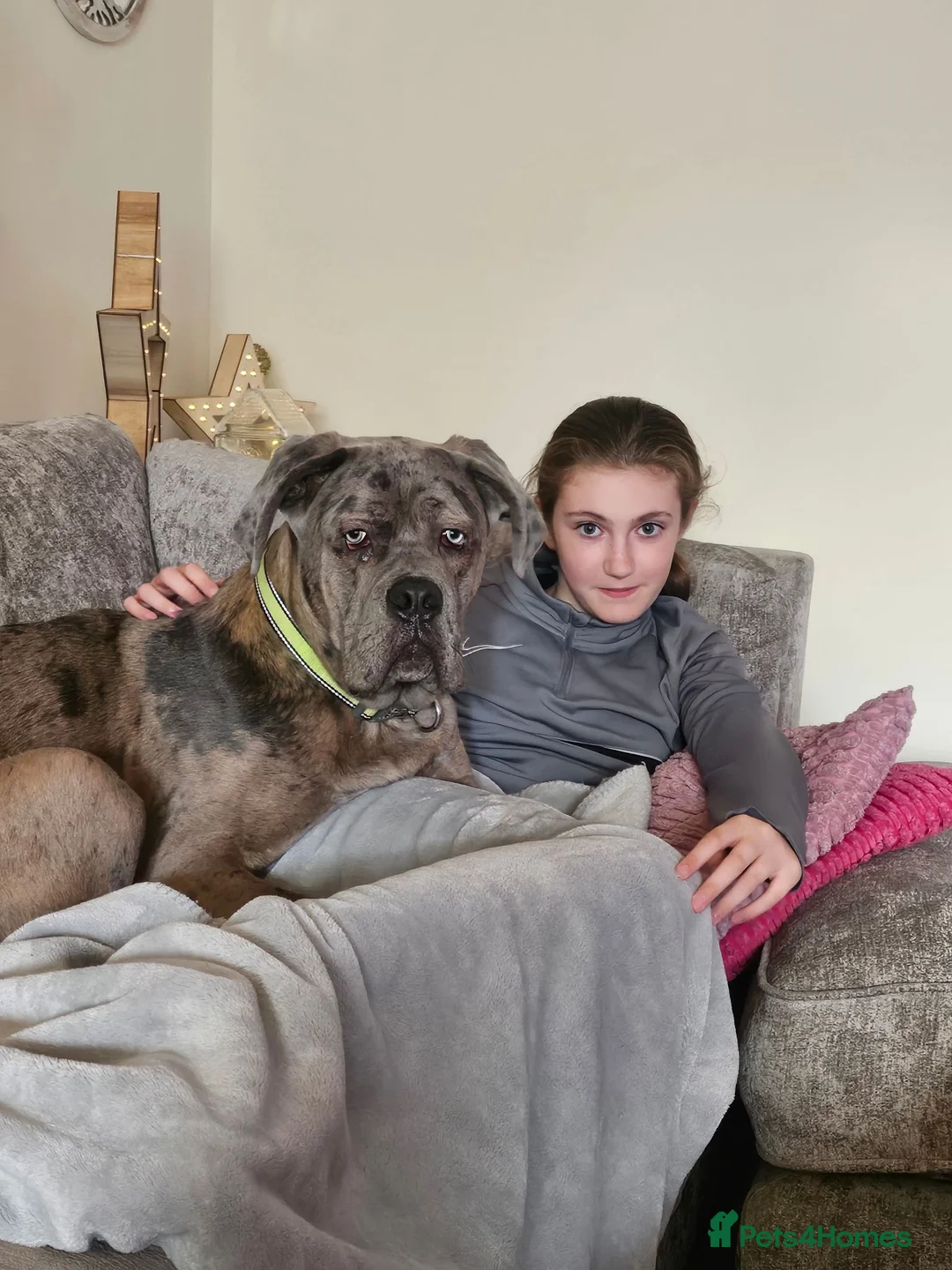 Cane Corso dogs for sale: Buster - Advert 1