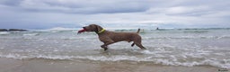 Weimaraner dogs for stud: AMERICAN BOY Gray Arrow - STUD in Edinburgh - Advert 12