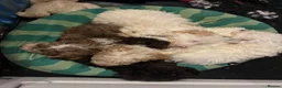 Cockapoo dogs for sale: Beautiful toy F1b Cockapoos  in Crewe - Advert 8