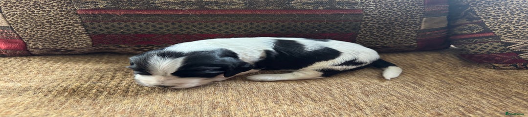 Cocker Spaniel Puppy 2 - boy 