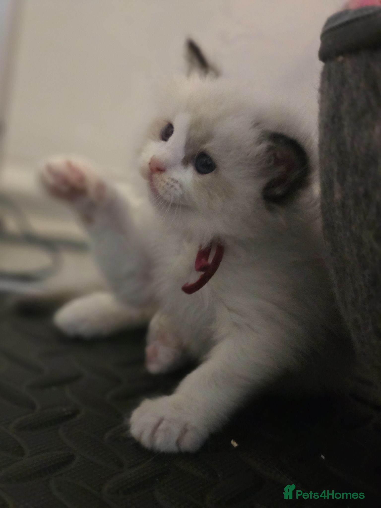 Ragdoll cats 💖🐾 Beautiful TICA Ragdoll Kittens 🐾💖 - Advert 2