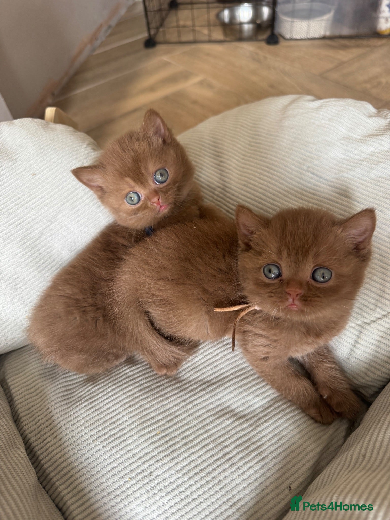 British Shorthair cats 🏆 bloodlines, Health tested patents, Gccf reg  - Advert 2