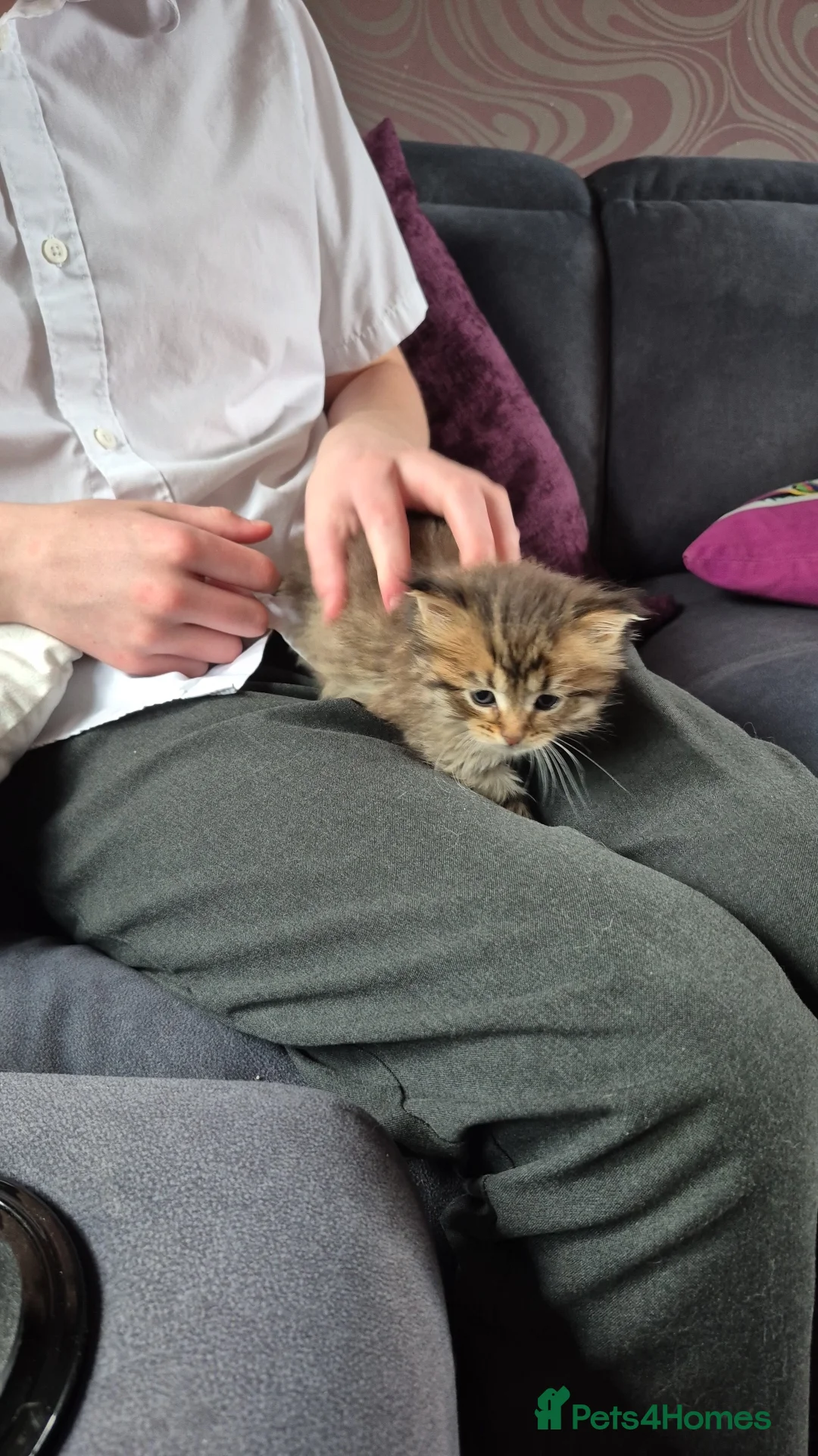 Siberian cats for sale: Stunning siberians/Neva masquerade babies  - Advert 2