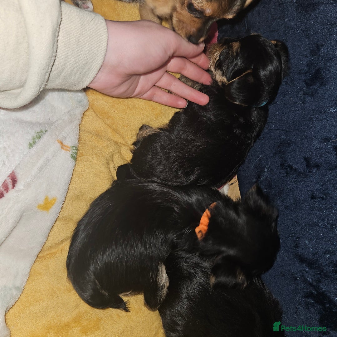 Mixed Breed dogs for sale:  **  yorkshire x full sized yorkshire terrier - Advert 13