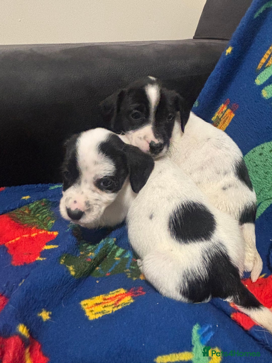 Mixed Breed dogs for sale: Cocker spaniel cross jack russel  - Advert 3