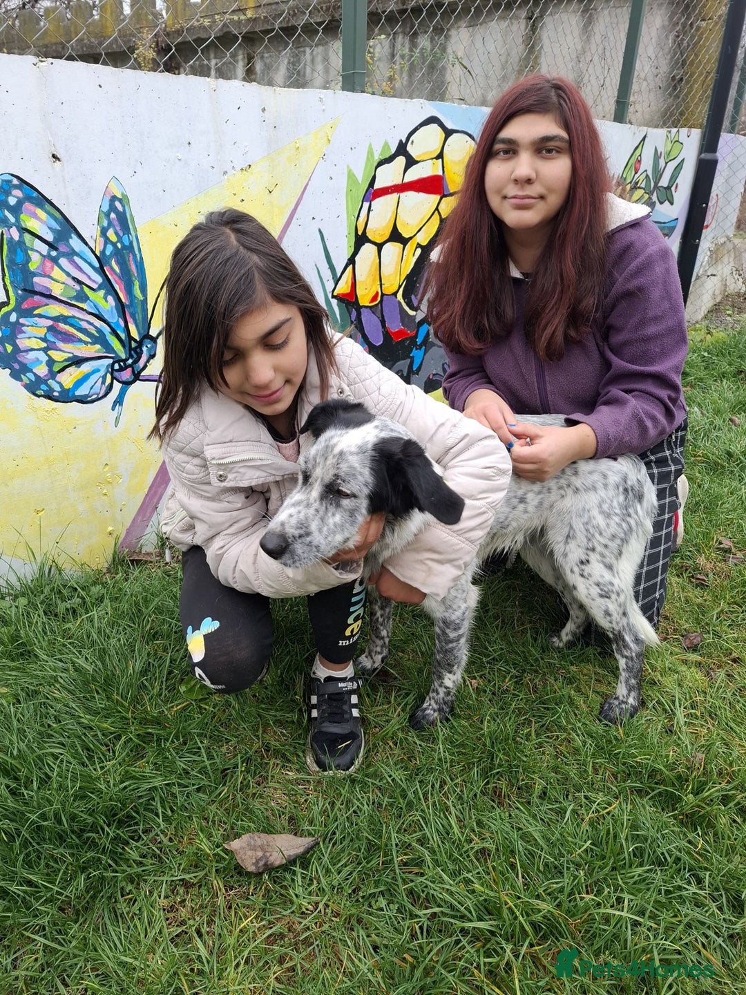 Mixed Breed dogs for adoption: Spot, 2 yrs approx. Available for adoption. - Advert 5