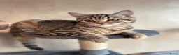 British Shorthair cats for sale: Ready to go!!! - Advert 5