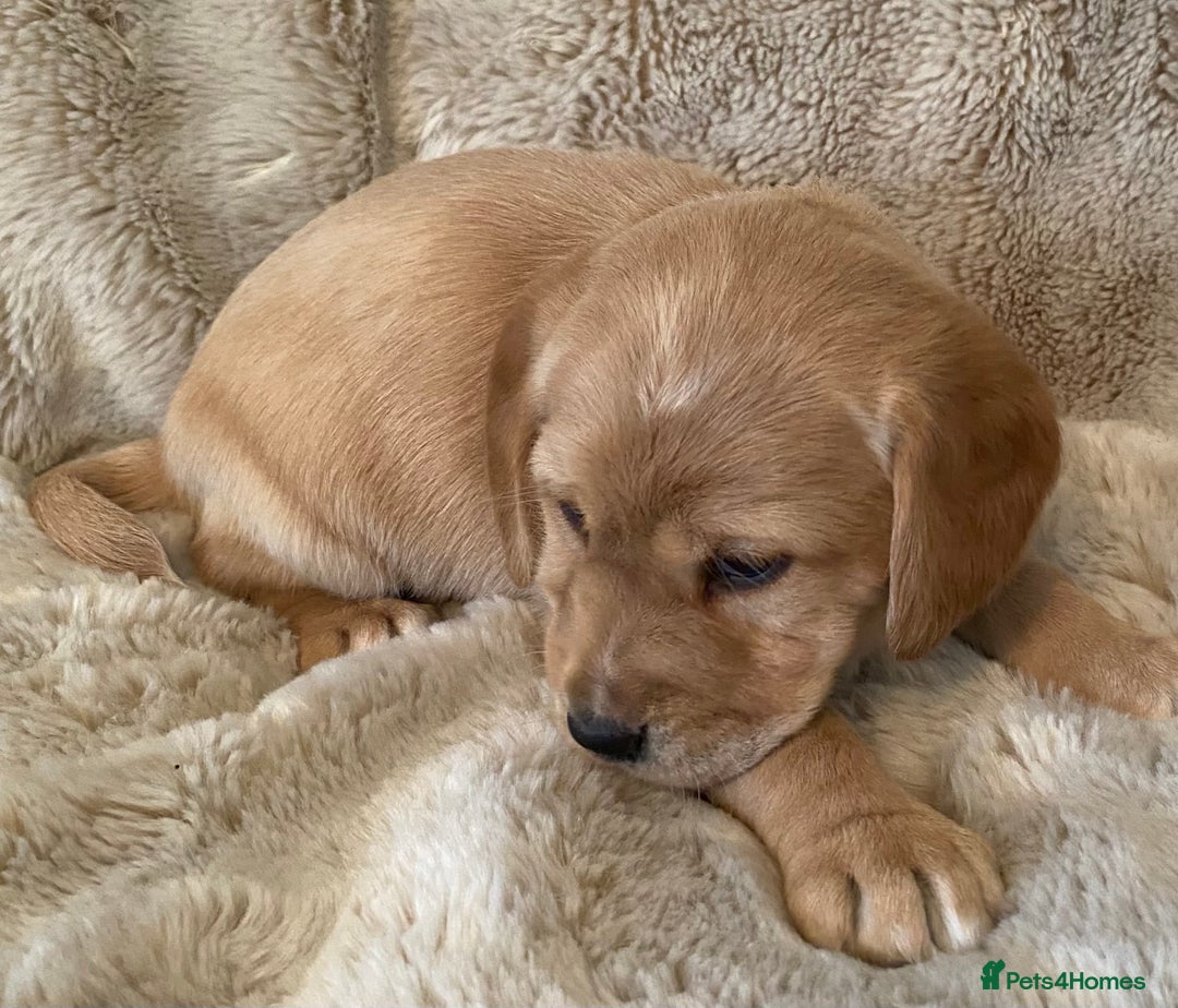 Cockerdor dogs for sale: Adorable f1 cockerdor puppies - Image 28