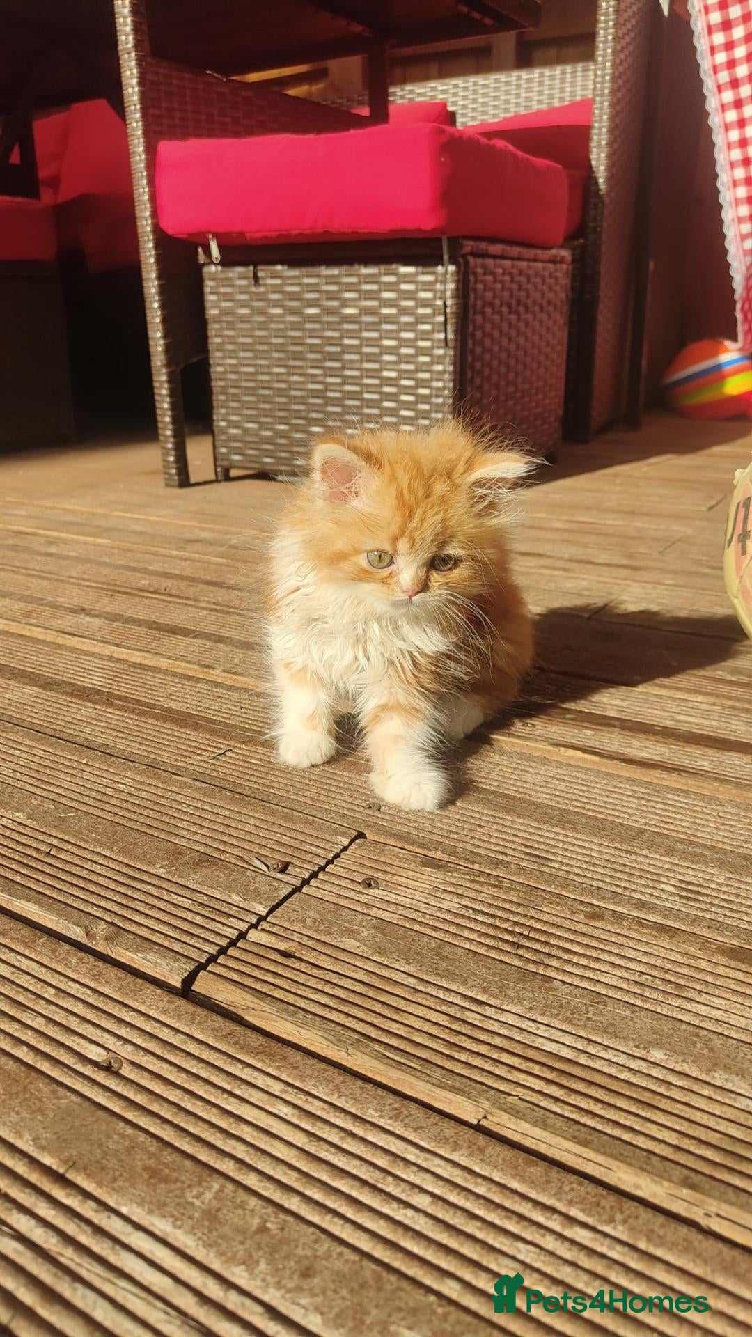 Persian cats Honey  - Advert 8