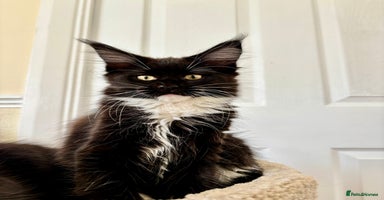 Maine Coon cats - Advert 2