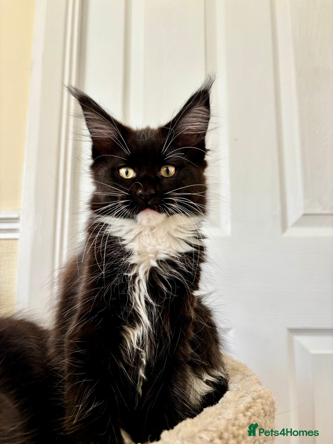 Maine Coon cats for sale: 2 amazing Maine Coon girls💞💞💞 - Image 4
